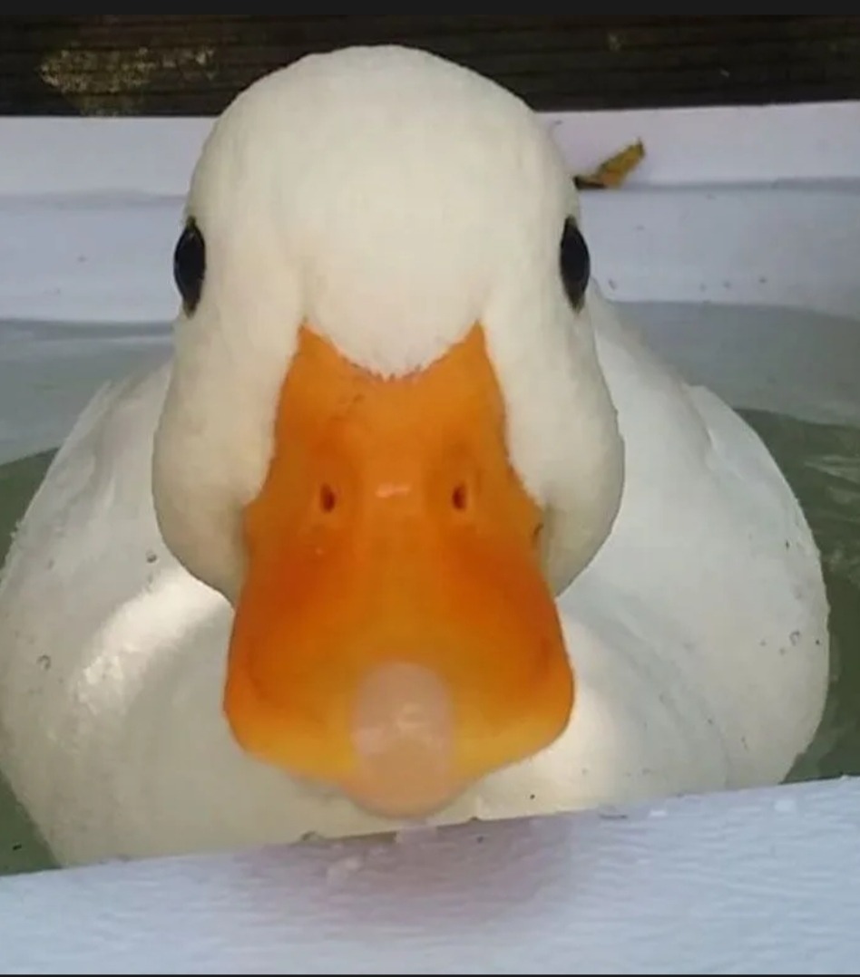 Perfil de Furkan